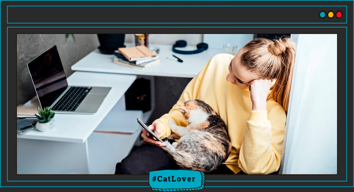 cómo conocer la personalidad de un gato antes de adoptarlo